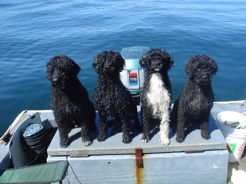 Portuguese water dogs for sales sale