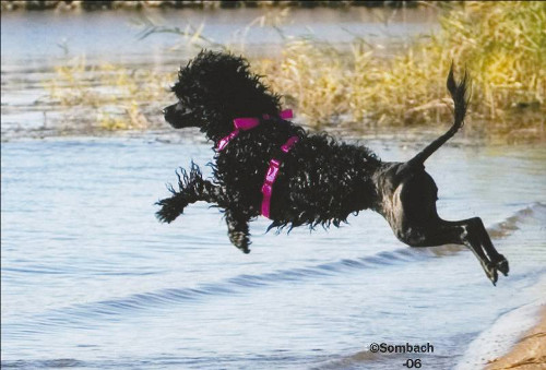 Briny retrieves the dummy