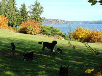 Jetty and her Pups on the lawn
