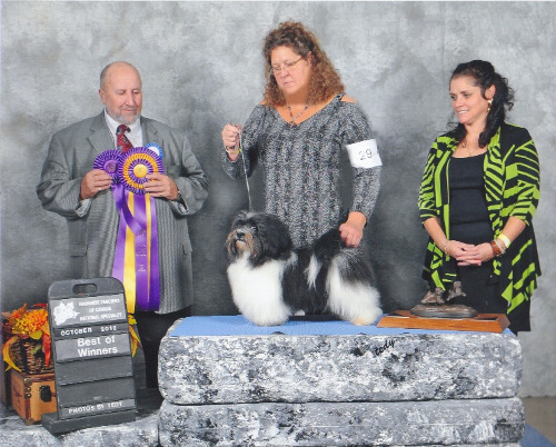 Striker goes BOW at the Canadian National Havanese Show